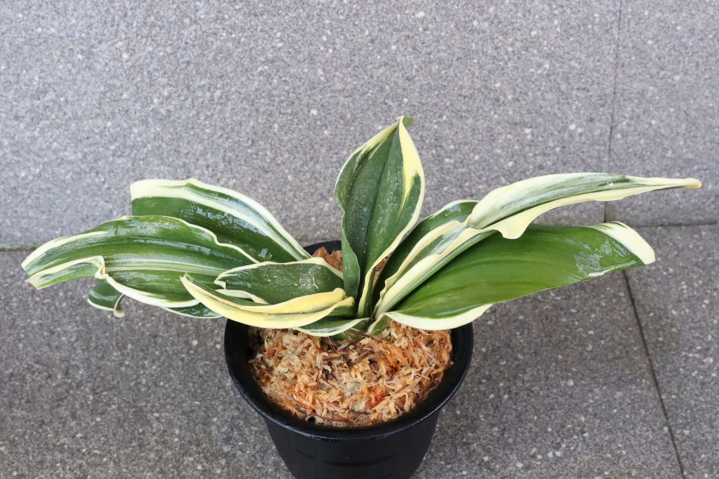 6559,大棚整理品BC級品　錦麒麟(きんきりん)　元縞覆輪、現場覆輪？？【縞戻る？？勝負木！はきずはきれ大特価！】※春から秋は生長期なので姿は変わっていきます