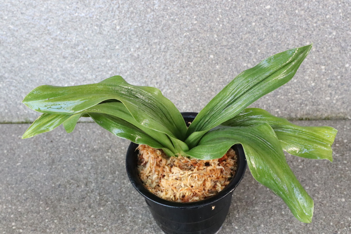 7124,太陽×豊羅紗　現場青？　数本物？数不明　【頭木特価！根少ない特価！はきずはきれとても多い大特価！】※春から秋は生長期なので姿は変わっていきます