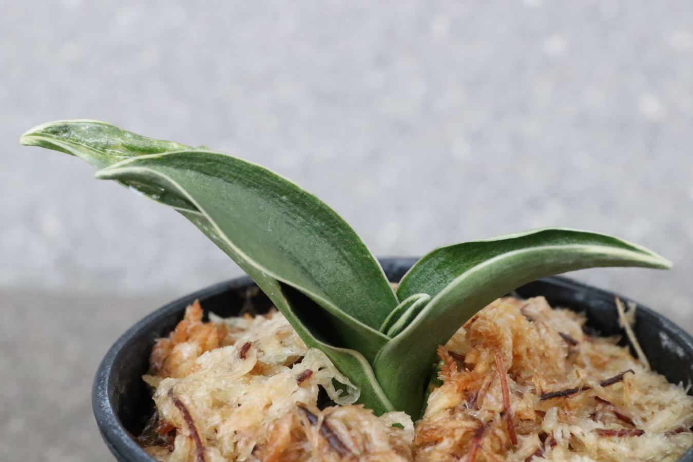 8091,天嶺(てんりょう)　希少種　芋吹き特価！　【はきずはきれ非常に多い大特価】※春から秋は生長期なので姿は変わっていきます