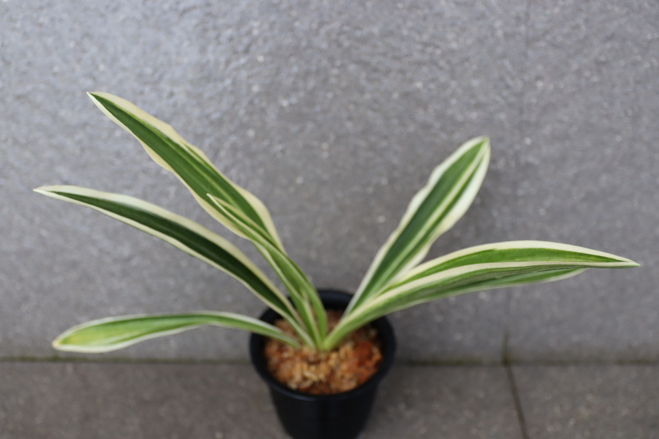 5745,整理品BC級品　新世紀(しんせいき)　新世輝　二十一世紀　【縞最上！】【はきずはきれ大特価！】※春から秋は生長期なので姿は変わっていきます