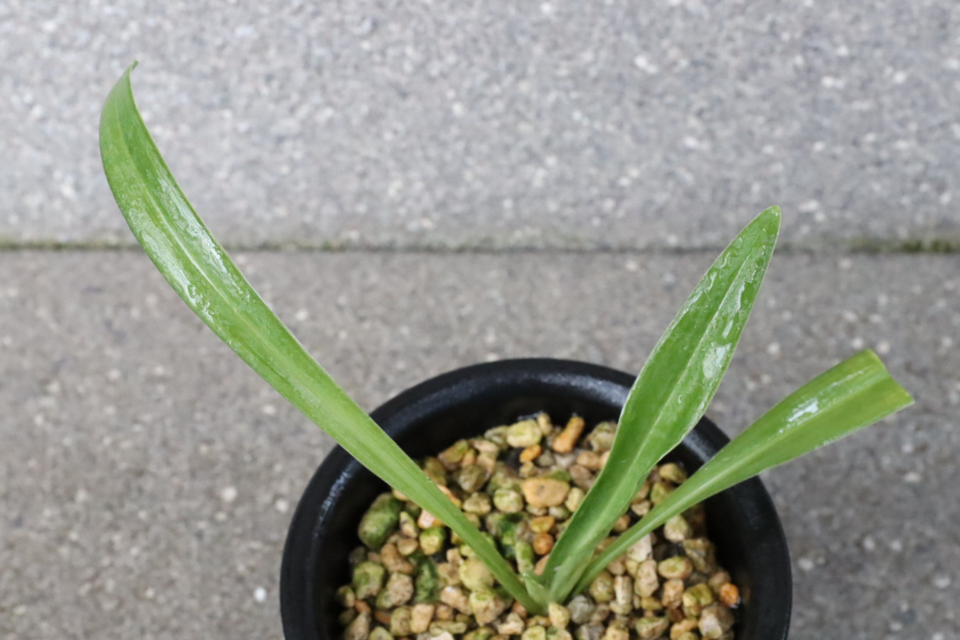 6350,黄金実生　【はきずはきれ多い大特価！】※春から秋は生長期なので姿は変わっていきます