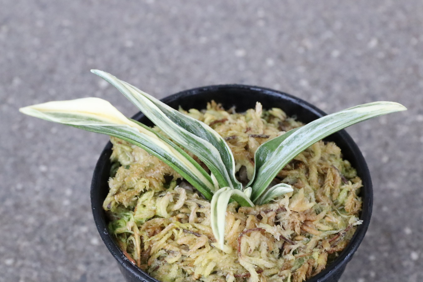 7177,麟晃冠(りんこうかん)　麟光冠　超希少【はきずはきれとても多い大特価】※春から秋は生長期なので姿は変わっていきます