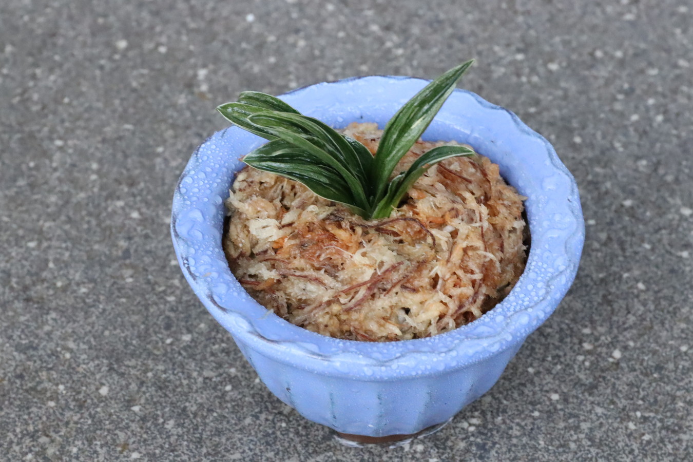 豊明園 / 引越しおもと