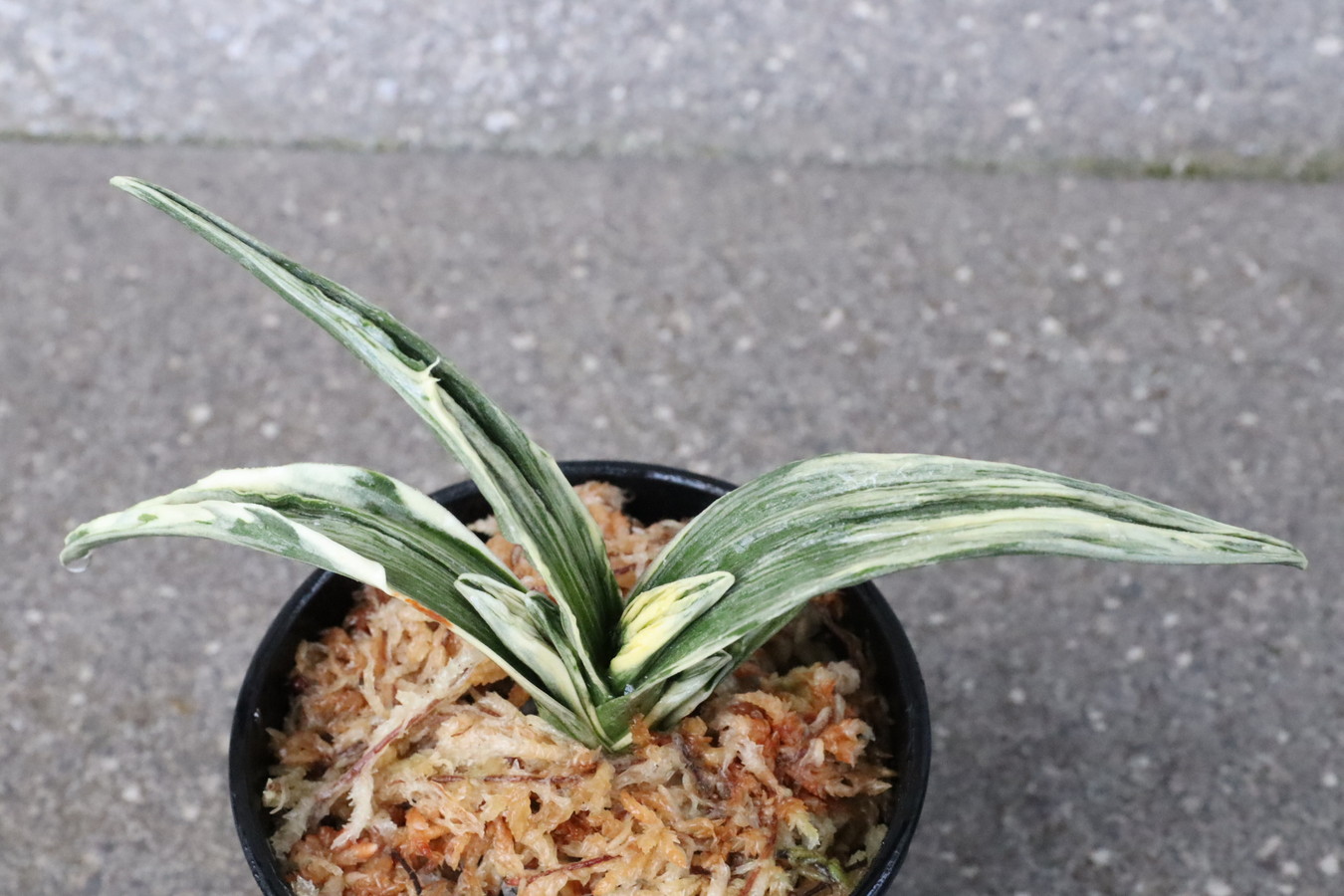 8237,整理品BC級品　愛玉殿(あいぎょくでん)　【はきずはきれ大特価】※春から秋は生長期なので姿は変わっていきます