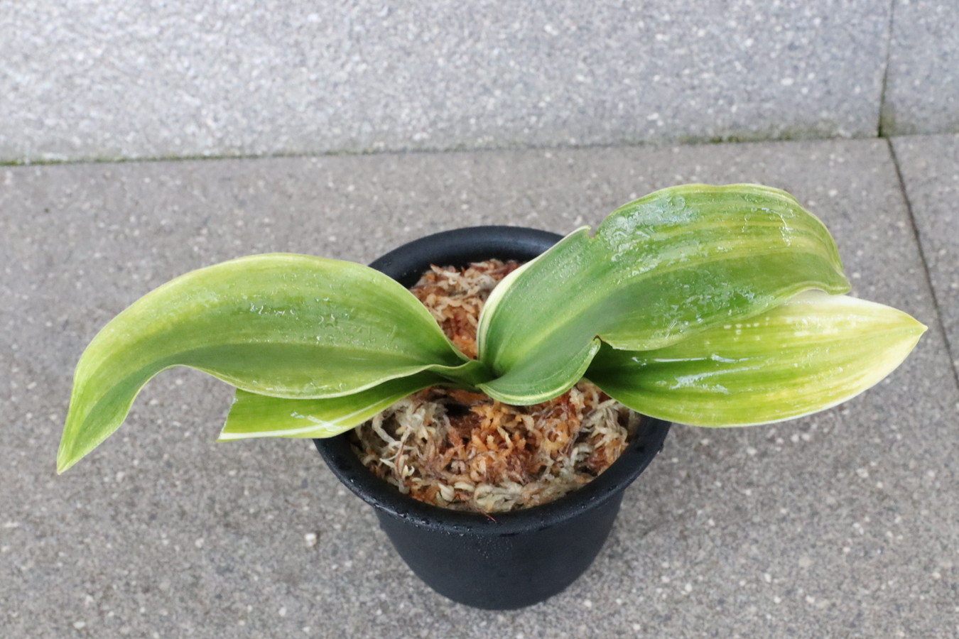 7201,BO10×豊大宝　最上交配　羅紗、羅紗獅子♂♀　数不明　スパルタ作り！　【はきずはきれ非常に多い特価！】※春から秋は生長期なので姿は変わっていきます