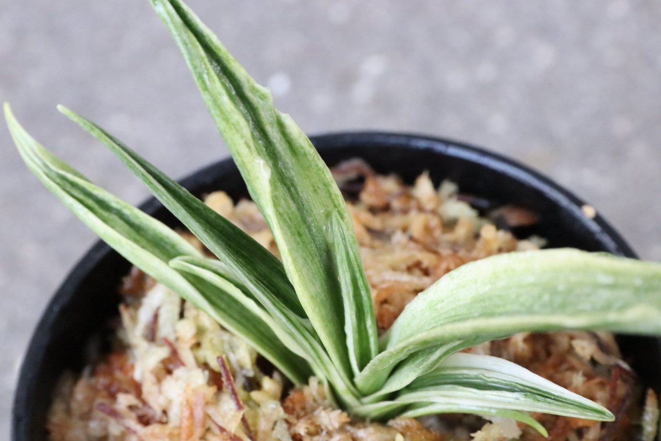 6614,関羽(かんう)　希少種　特上苗！　楊貴妃の兄弟　斑特によい　【はきずはきれ多い大特価！】※春から秋は生長期なので姿は変わっていきます