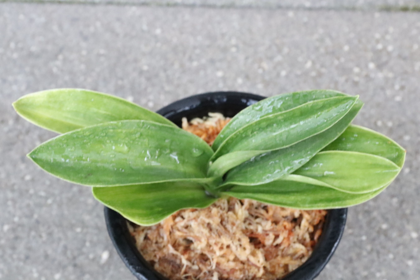 5952,車E14×OT94　1本物　スパルタ作り！薄縞？青？　【はきずはきれ非常に多い特価！】※春から秋は生長期なので姿は変わっていきます