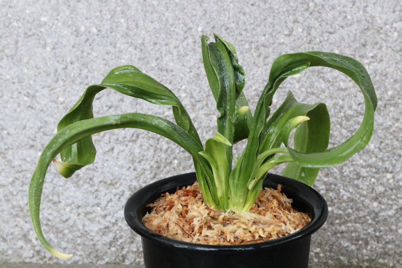 6108,聖天の舞(せいてんのまい)　獅子　化け？【はきずはきれとても多い大特価】※春から秋は生長期なので姿は変わっていきます