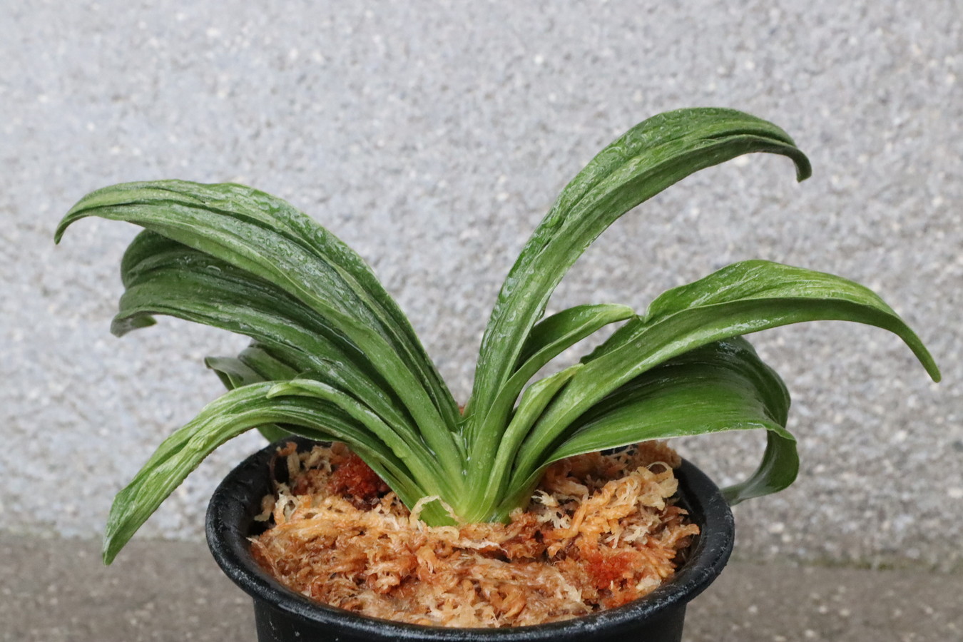 7146,(大宝×大判)×琴治大宝　数不明　胡麻斑？胡麻羅紗♂♀、羅紗♂胡麻羅紗獅子♂♀　【はきずはきれ多い大特価】※春から秋は生長期なので姿は変わっていきます