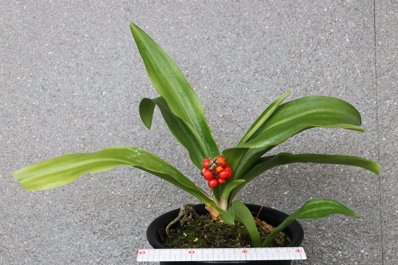 6266,開運萬年青 【はきずはきれとても多い特価】※春から秋は生長期なので姿は変わっていきます