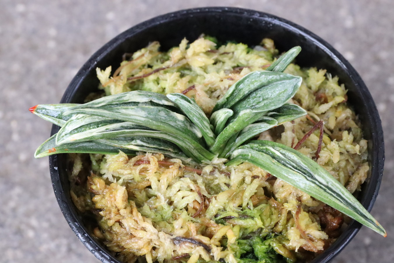 7109,瑞泉(ずいせん)　NHK趣味の園芸特価！【はきずはきれとても多い大特価！！！】※春から秋は生長期なので姿は変わっていきます