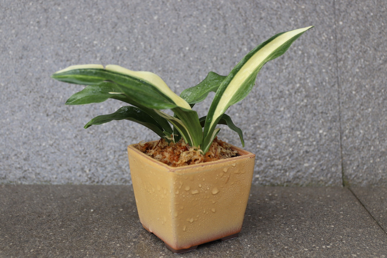 豊明園 / 引越しおもと