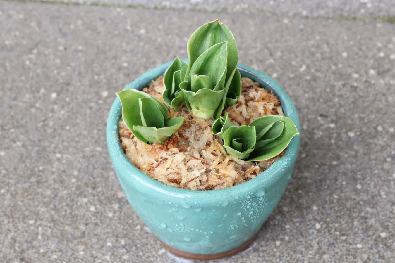 7128,江戸　福包(ふくづつみ)　【はきずはきれ非常に多い大特価！】※春から秋は生長期なので姿は変わっていきます