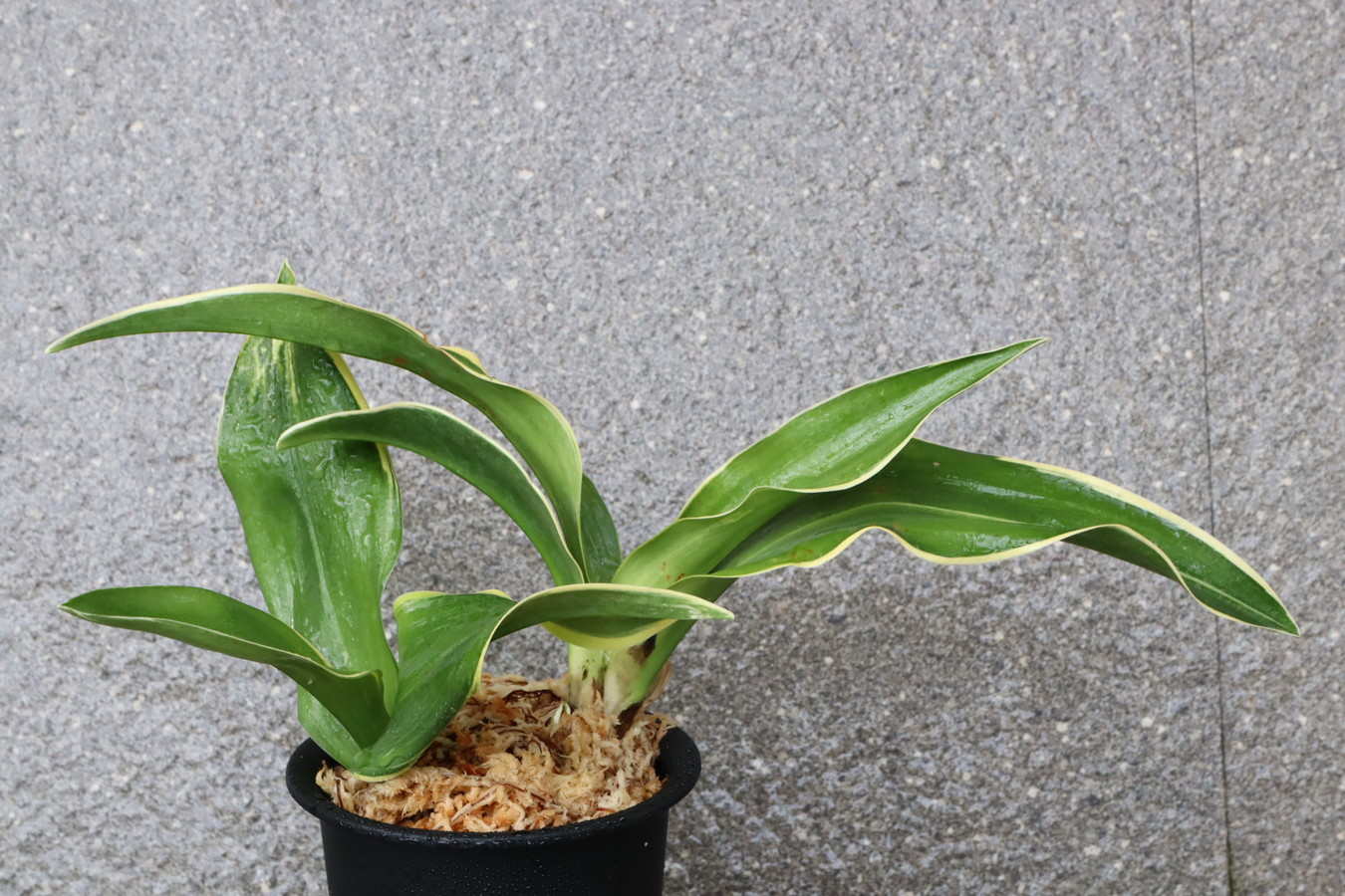 8999,整理品特価！玉川龍の図(たまがわりゅうのず)　超希少！図少ない、希少性最上！【根少ない特価！はきずはきれ非常に多い特価！】※春から秋は生長期なので姿は変わっていきます