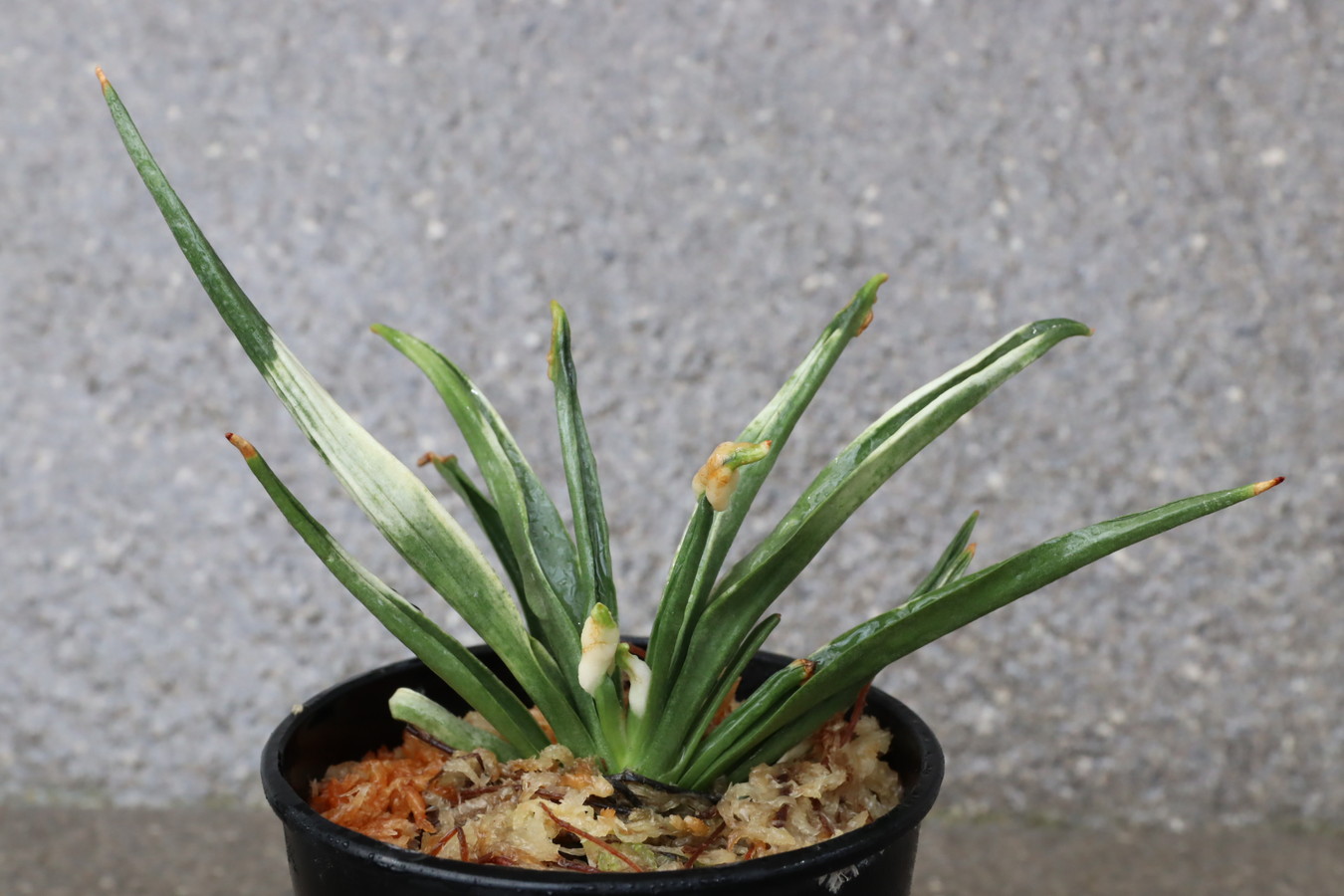 6472,錦孔雀(きんくじゃく)　豊明園に40年以上前からあった殖え　【はきずはきれとても多い大特価】※春から秋は生長期なので姿は変わっていきます