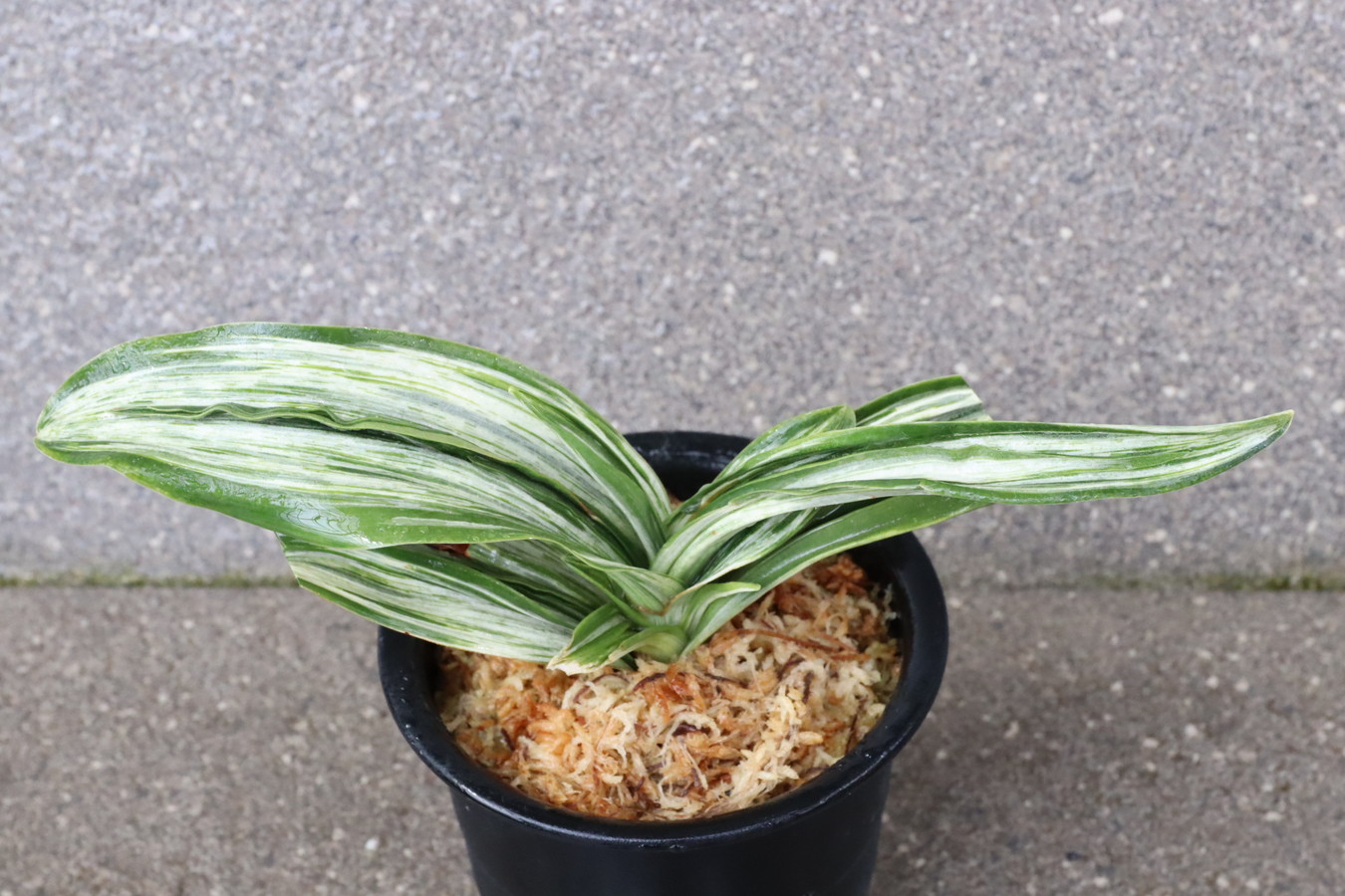 6042,整理品BC級品　千代田の松(ちよだのまつ)　【はきずはきれ大特価】※春から秋は生長期なので姿は変わっていきます