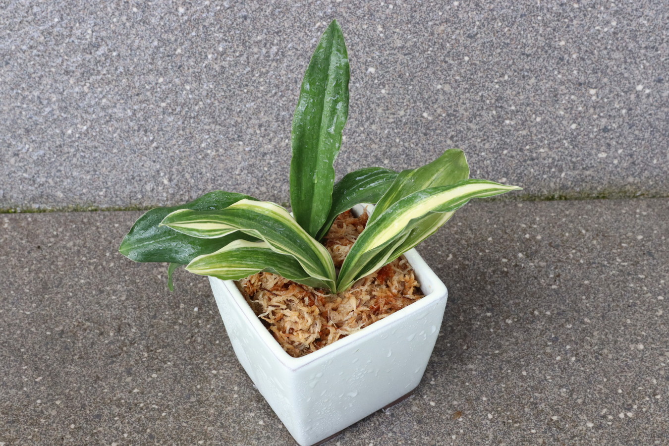 豊明園 / 引越しおもと