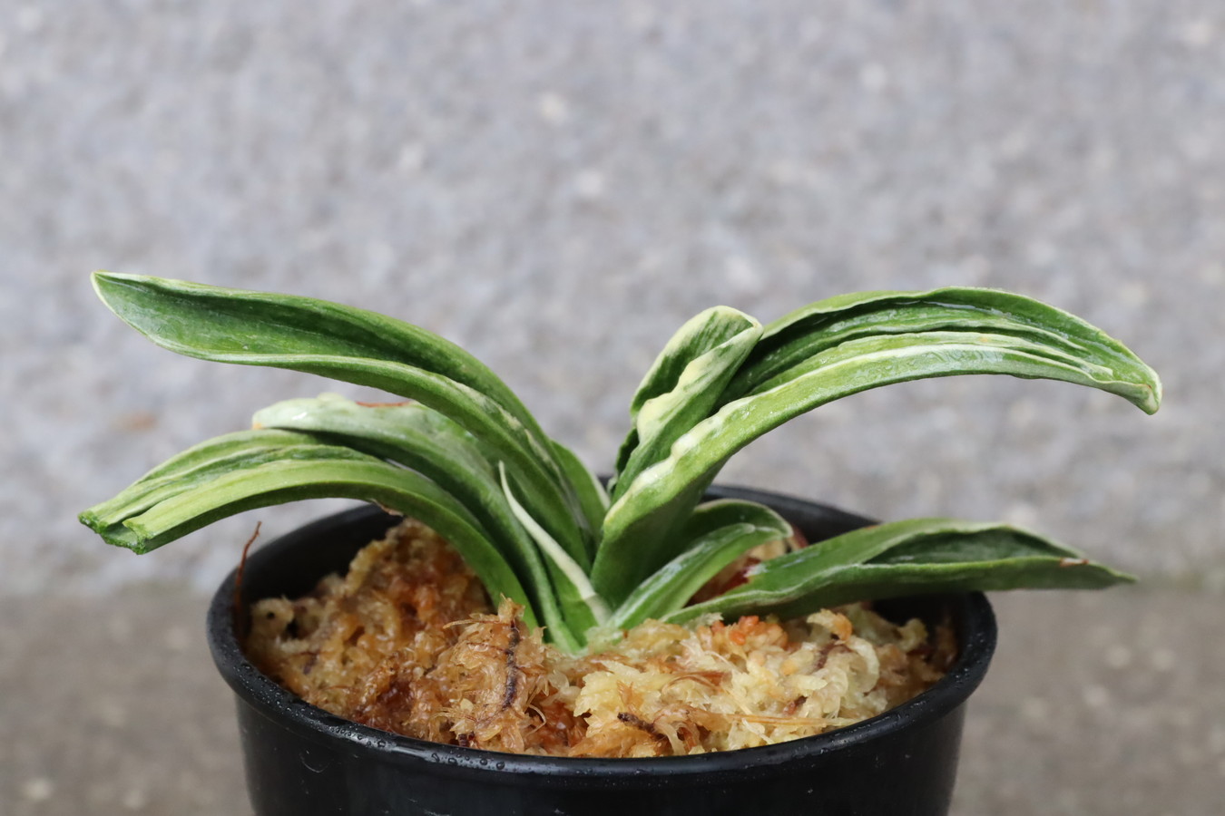 8206,奈良錦(ならにしき)　【はきずはきれとても多い大特価！】　※春から秋は生長期なので姿は変わっていきます