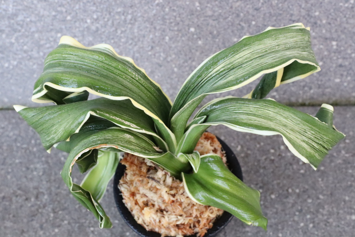 豊明園 / 獅子系