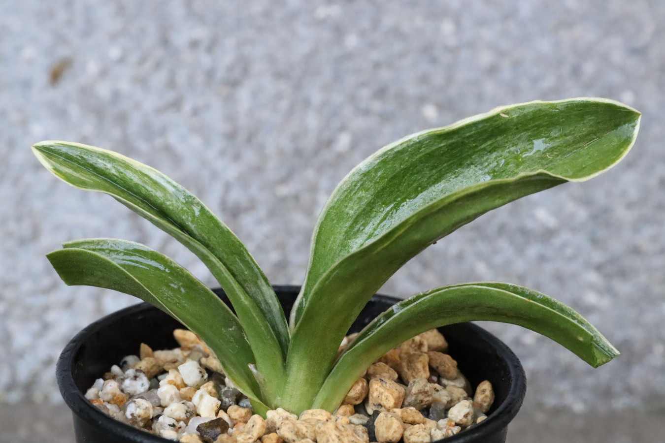 6499,諏訪錦(すわにしき)　【はきずはきれ多い大特価！！！】※春から秋は生長期なので姿は変わっていきます