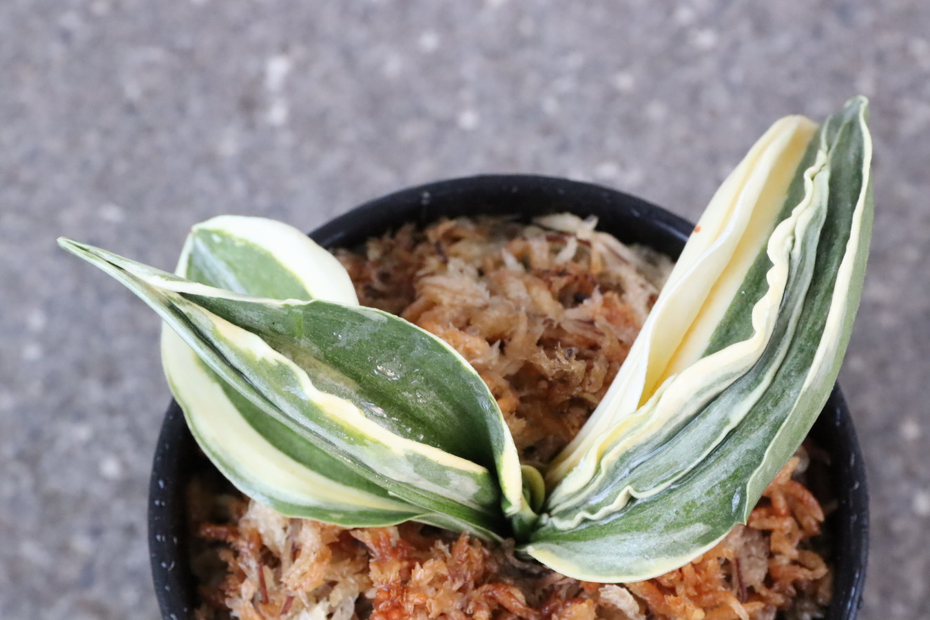 5292,晟陵（せいりょう）半白？棒縞？　【はきずはきれ多い大特価！】※春から秋は生長期なので姿は変わっていきます