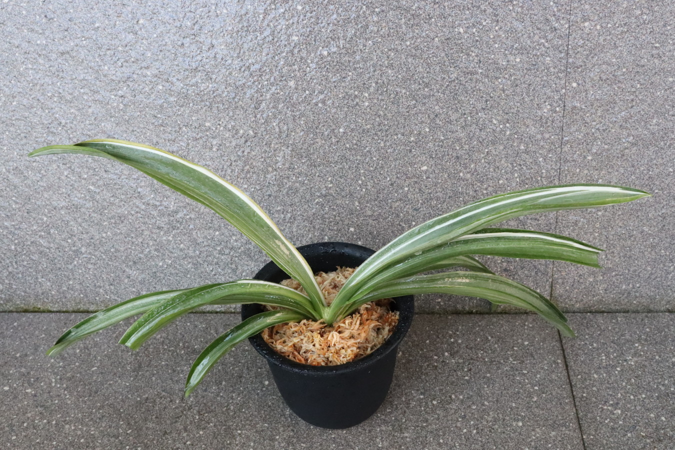 7183,雪上鶴（せつじょうかく）伝説の永島にそっくり　花芽？交配も楽しめる！　【はきずはきれ非常に多い大特価！】※春から秋は生長期なので姿は変わっていきます