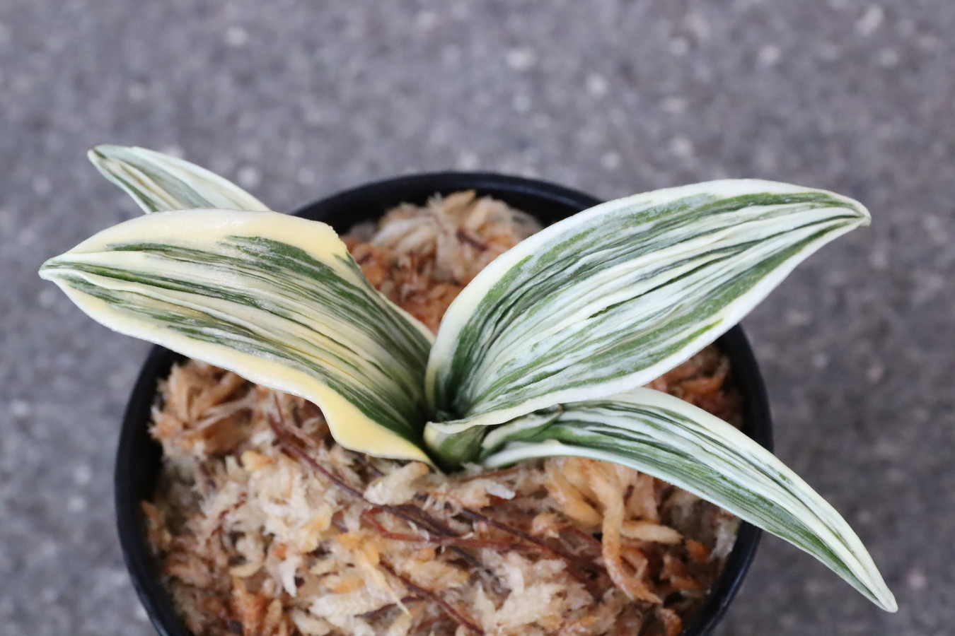 8314,BC級品整理品　琴宝(きんぽう)　【はきずはきれ大特価】※春から秋は生長期なので姿は変わっていきます sov