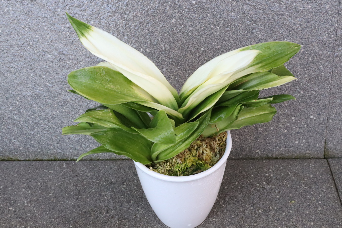 豊明園 / 引越しおもと