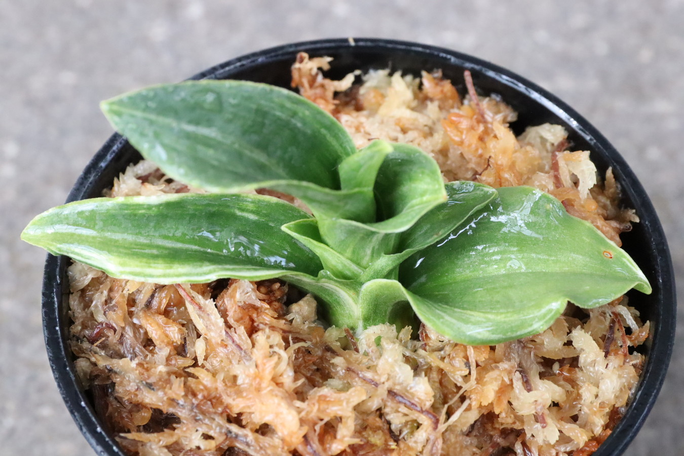 7134,大車×？　1本物　縞、型よいがどうなるかわからない　【はきずはきれ多い大特価！】※春から秋は生長期なので姿は変わっていきます　sov