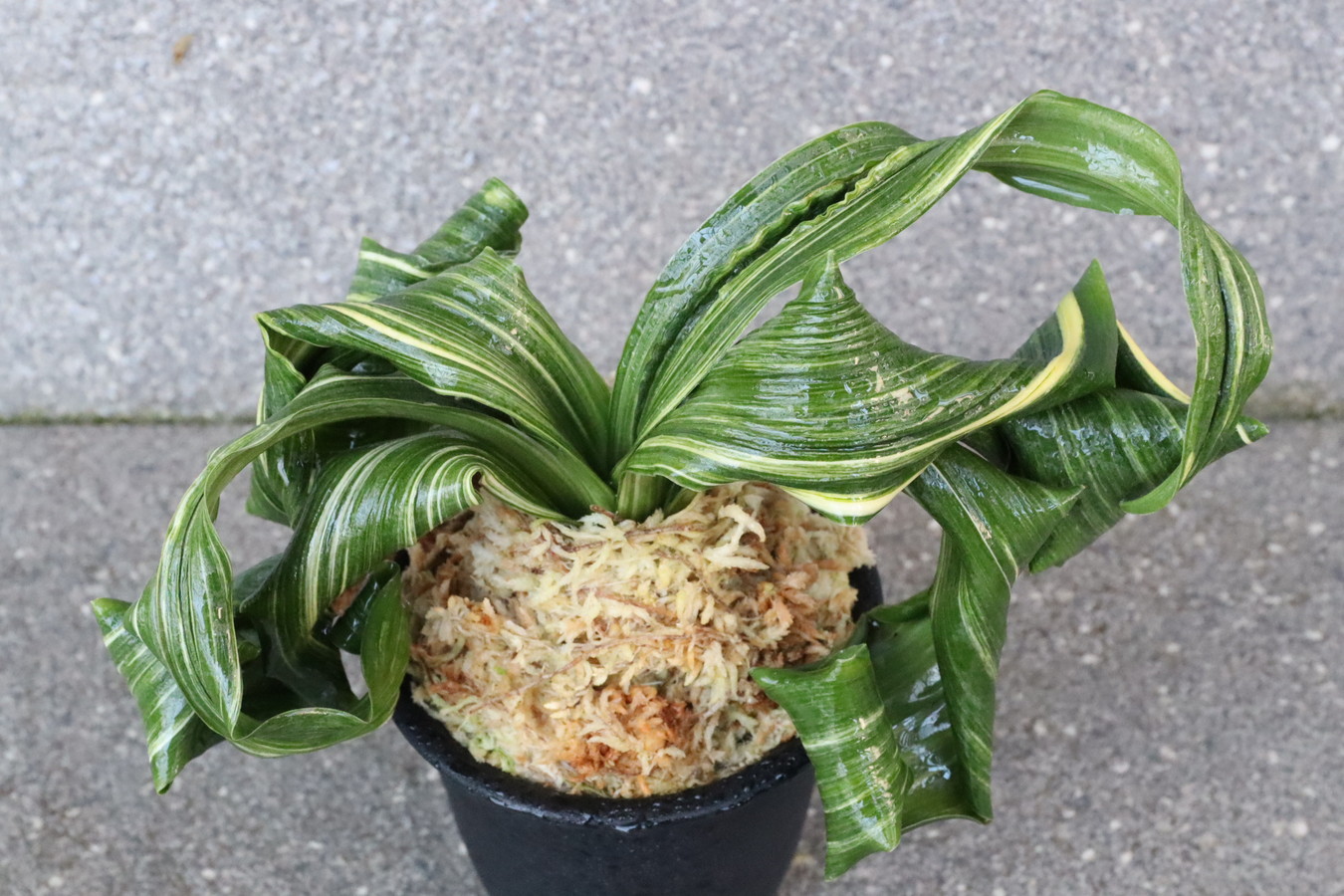 豊明園 / 獅子系