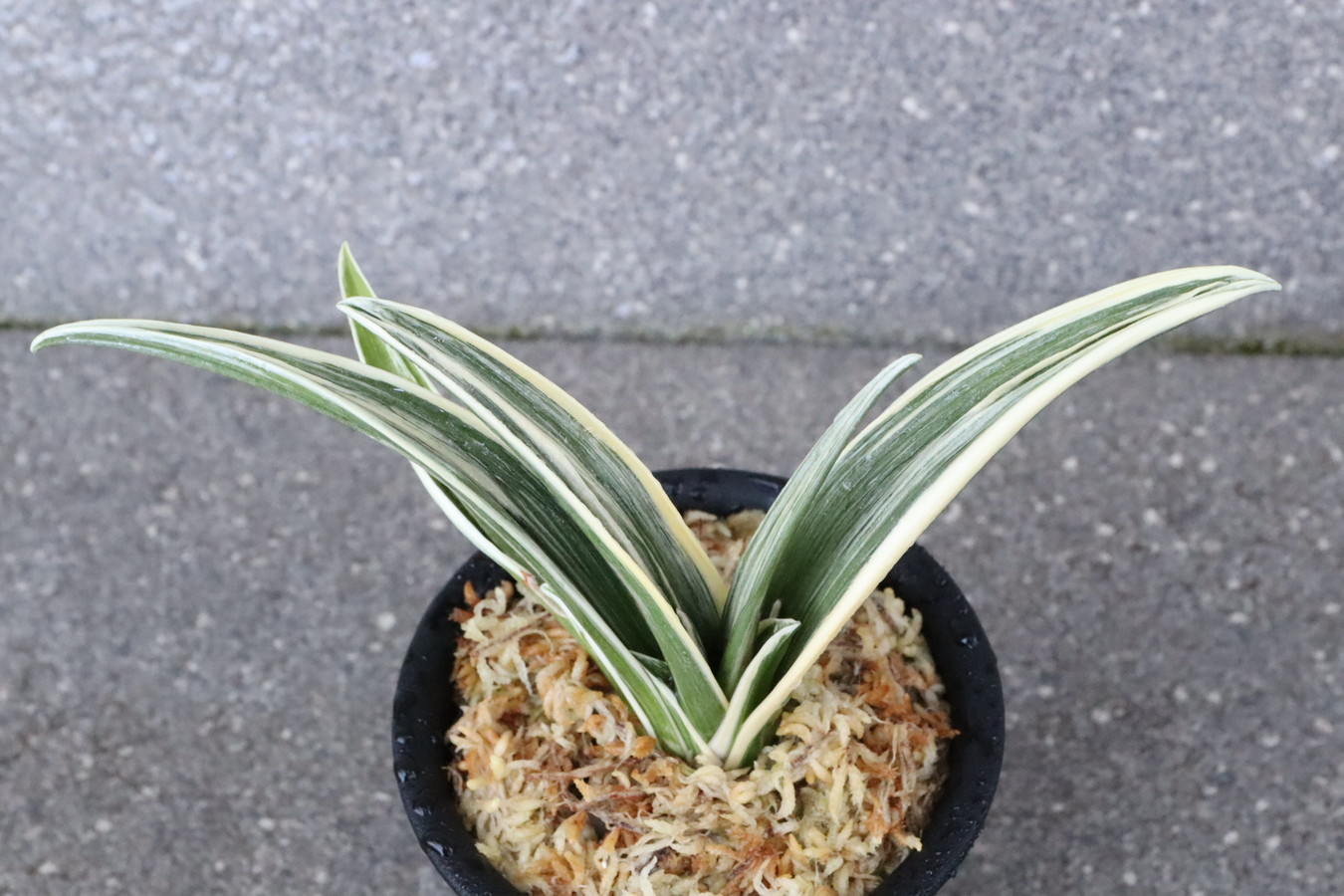 7139,最晃閣(さいこうかく)　スパルタ作り、作りやすい　全国系統　【はきずはきれ多い大特価！】※春から秋は生長期なので姿は変わっていきます