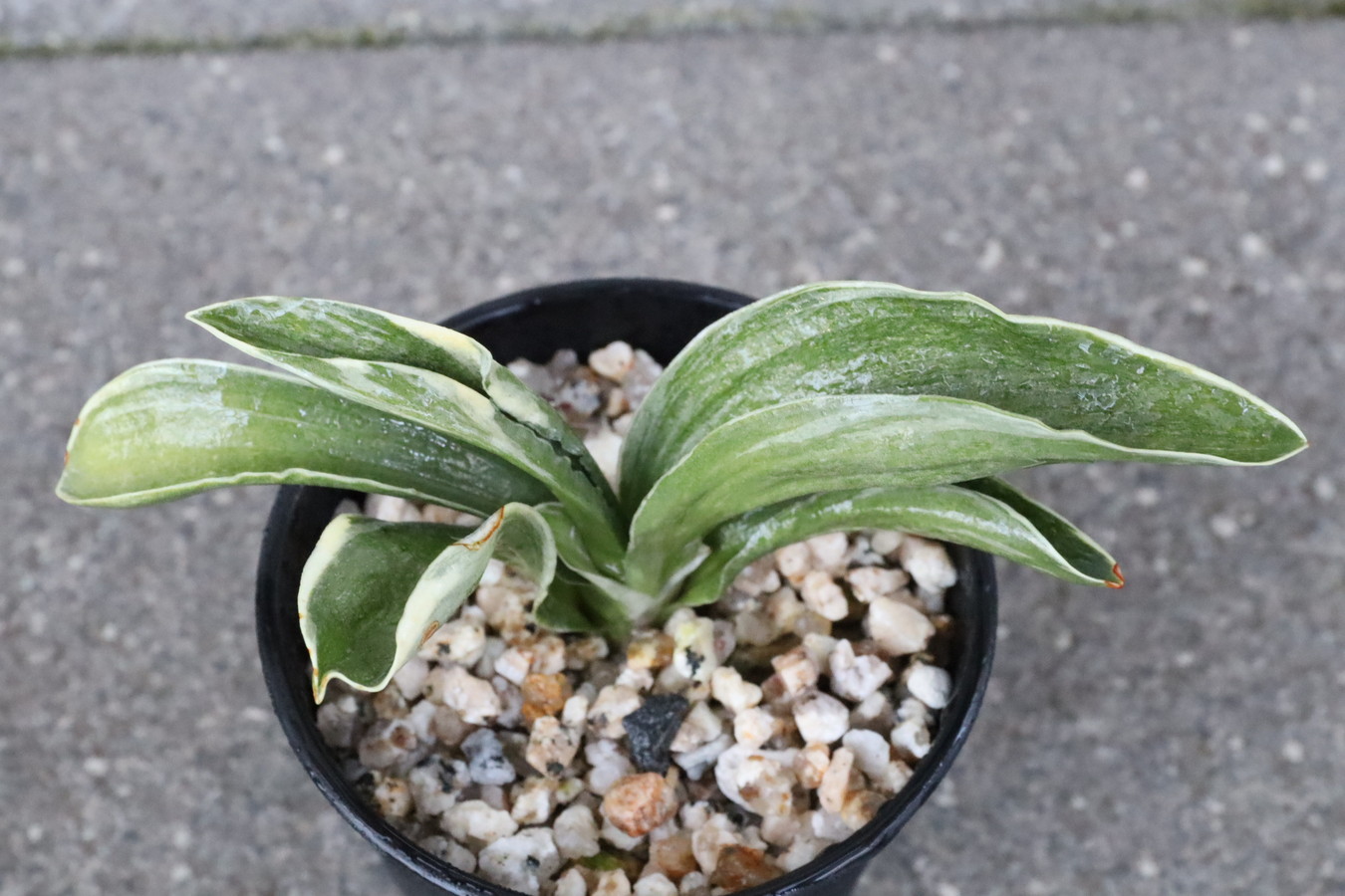 8282,諏訪錦(すわにしき)　【はきずはきれとても多い大特価】※春から秋は生長期なので姿は変わっていきます