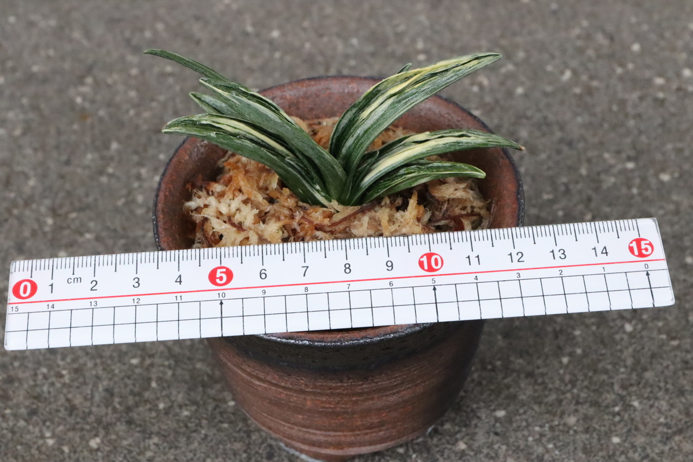 豊明園 / 5499,開運の万年青 瑞泉(ずいせん) 全国系統【はきずはきれ