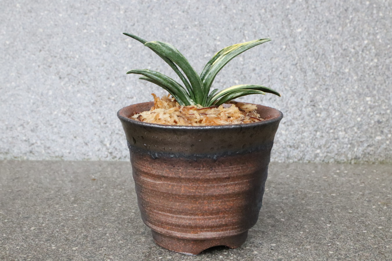 豊明園 / 5499,開運の万年青 瑞泉(ずいせん) 全国系統【はきずはきれ