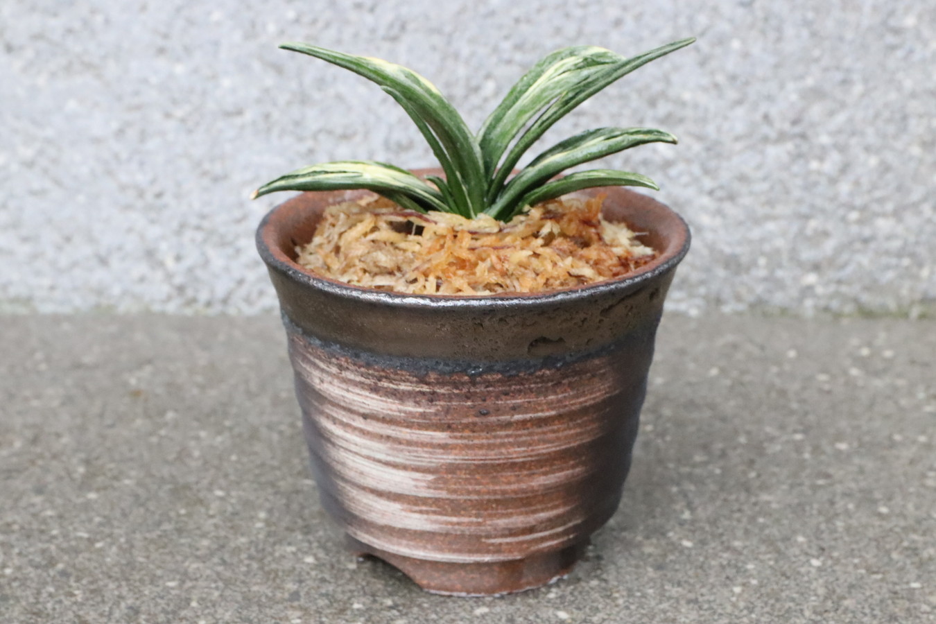 豊明園 / 5499,開運の万年青 瑞泉(ずいせん) 全国系統【はきずはきれ