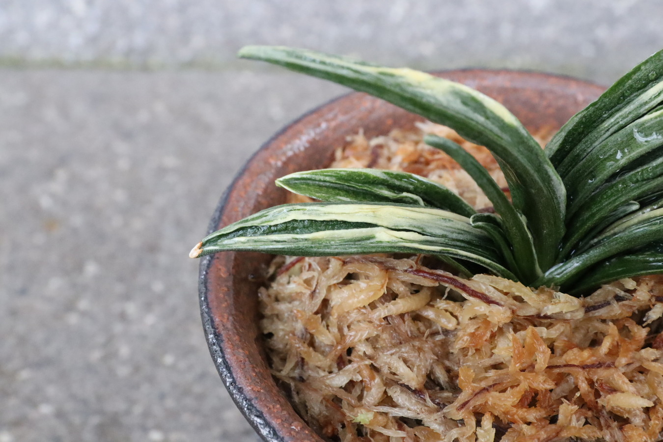 豊明園 / 5499,開運の万年青 瑞泉(ずいせん) 全国系統【はきずはきれ