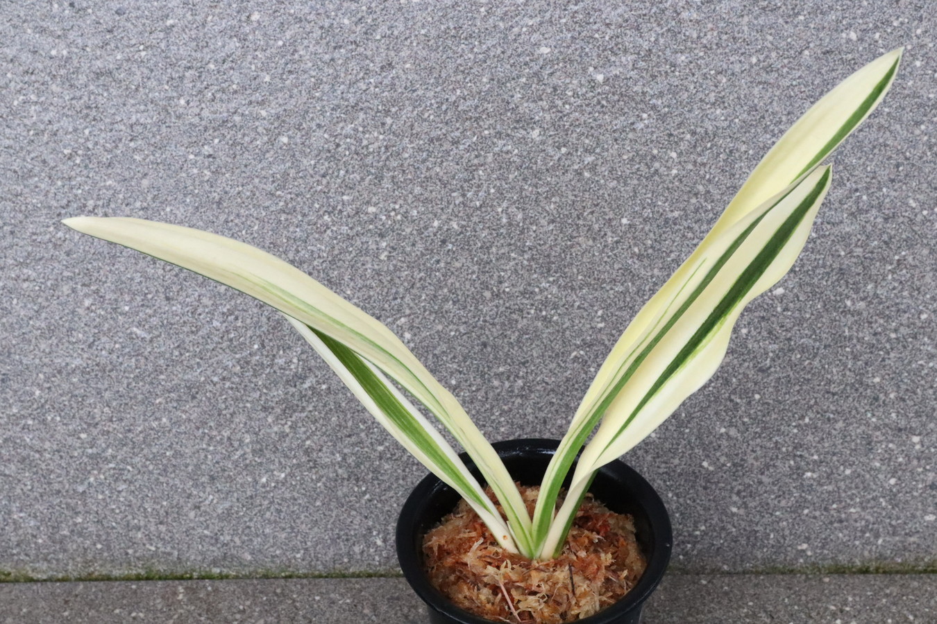 5673,新世輝　新世紀(しんせいき)　ハデ縞！超希少　【はきずはきれとても多い大特価】※春から秋は生長期なので姿は変わっていきます　Anth