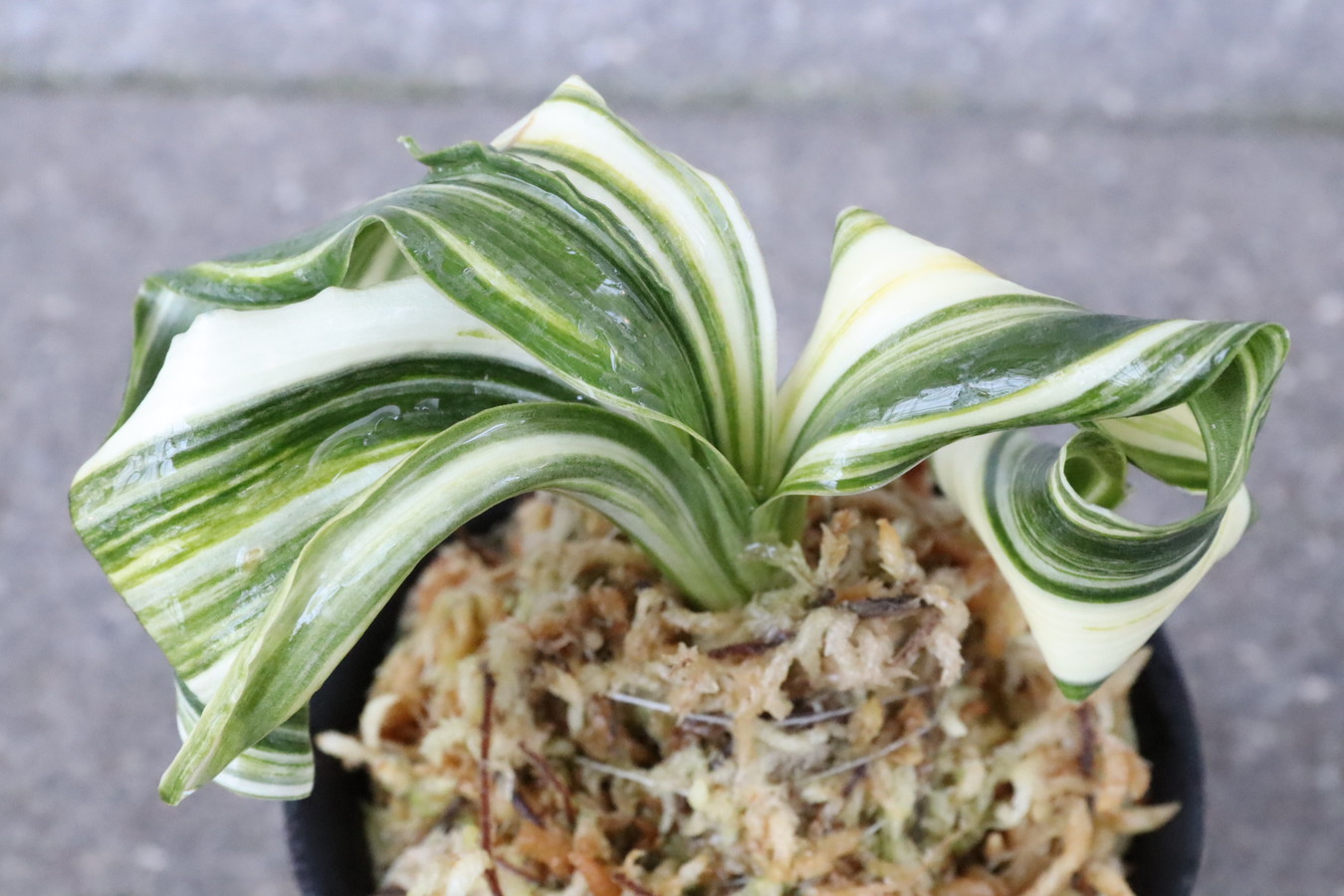 豊明園 / 獅子系