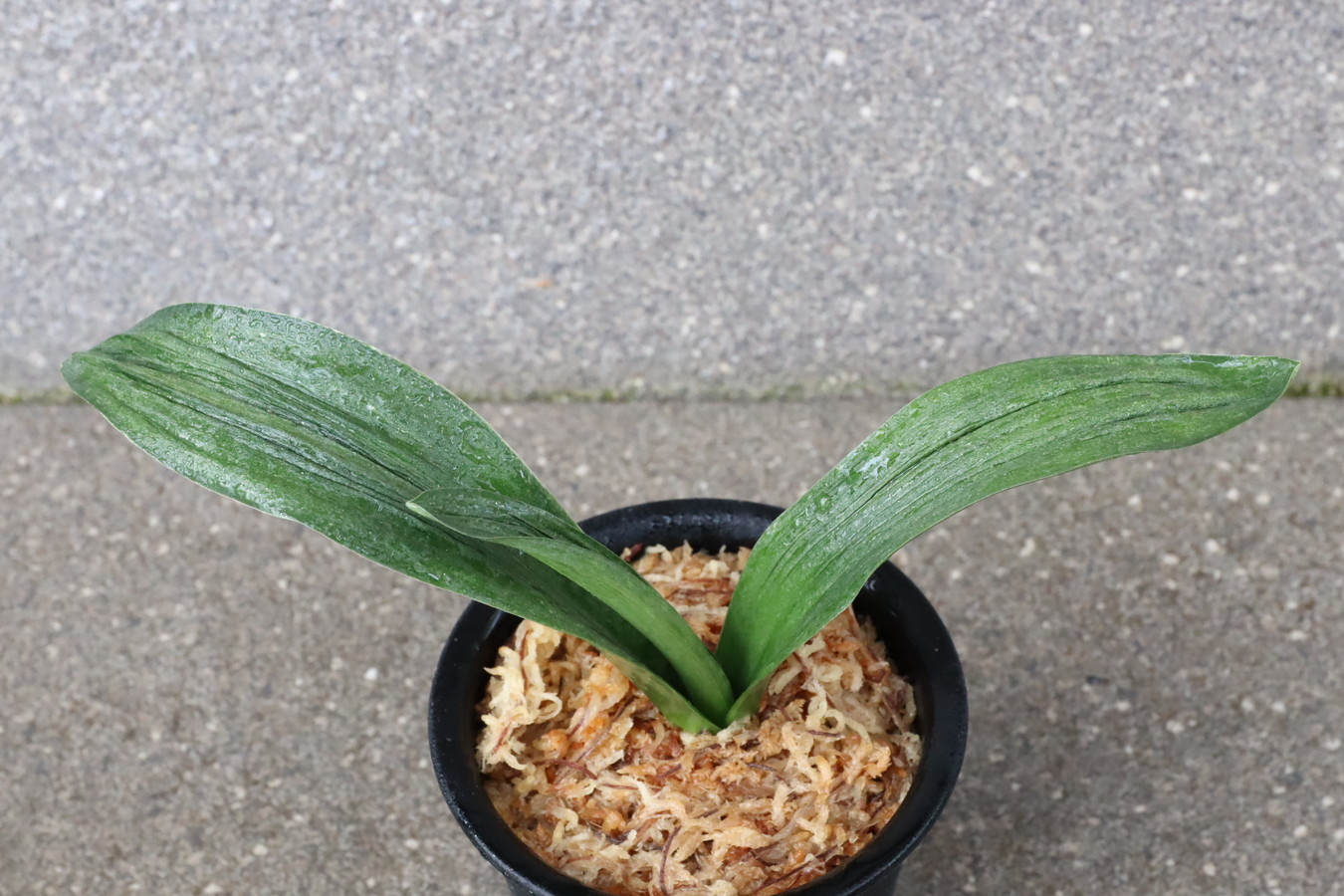 7373,琴治大宝×太陽　現場青？千代田が掛かっているような濃い青　数不明　【はきずはきれとても多い大特価！】※春から秋は生長期なので姿は変わっていきます