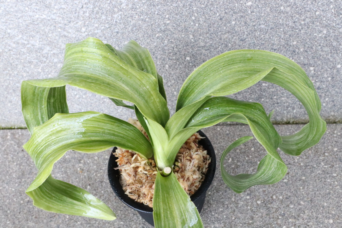 7126,整理品BC級品　白斑獅子(しらふじし)　【はきずはきれ大特価】※春から秋は生長期なので姿は変わっていきます sov