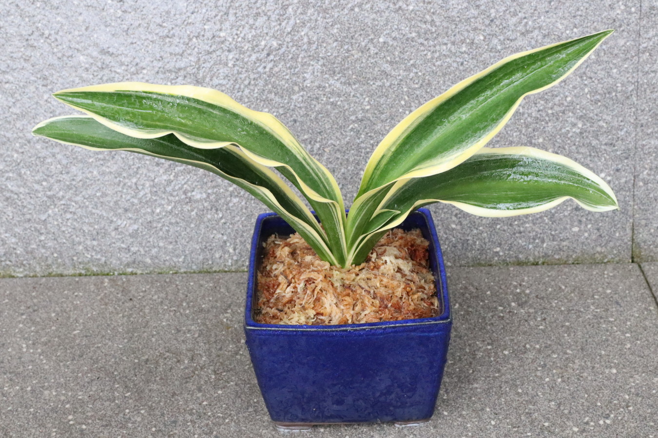 豊明園 / 引越しおもと