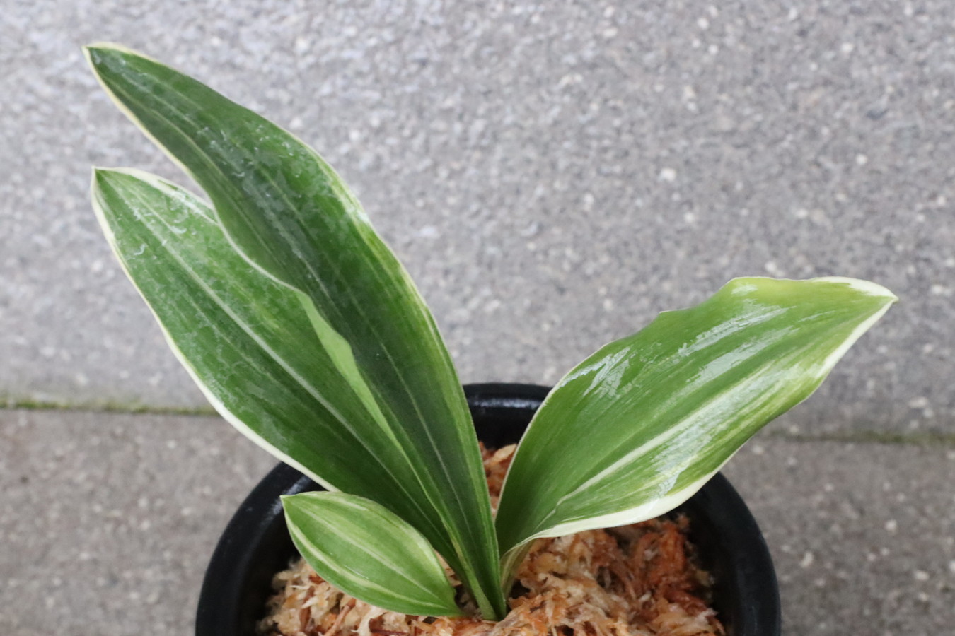 6553,BO10×琴治大宝　数不明　小苗特価！縞非常に良い！実生は万年青の天下が取れる！【はきずはきれ多い大特価】※春から秋は生長期なので姿は変わっていきます