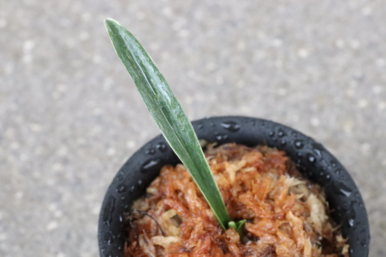 7008,金剛寿　希少【根少ない特価！小苗特価！】【はきずはきれ多い大特価！】※春から秋は生長期なので姿は変わっていきます