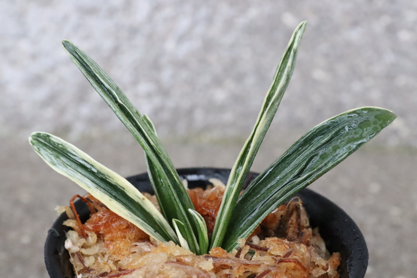 6841,清流(せいりゅう)　【はきずはきれ多い大特価！】※春から秋は生長期なので姿は変わっていきます