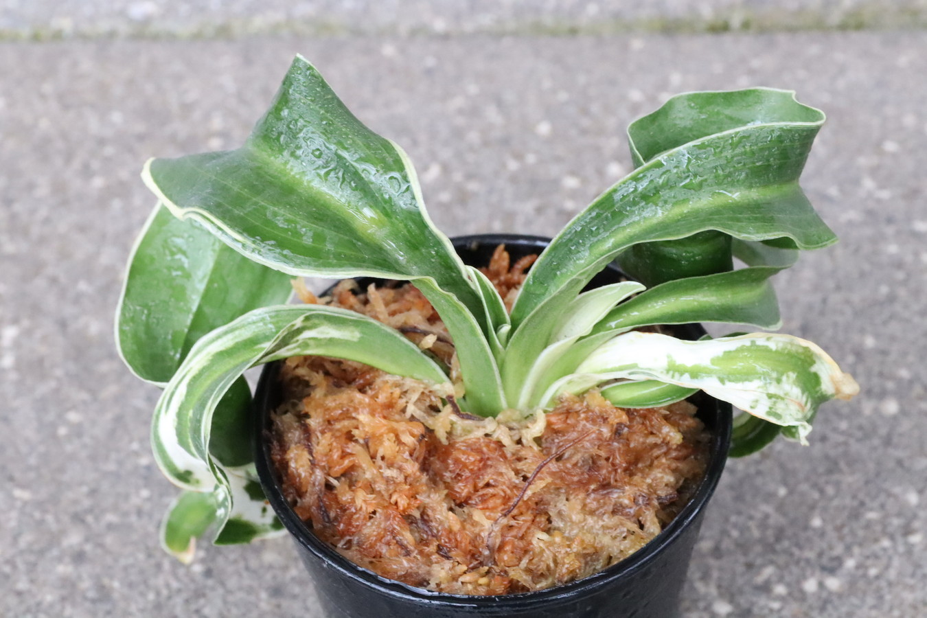 豊明園 / 獅子系