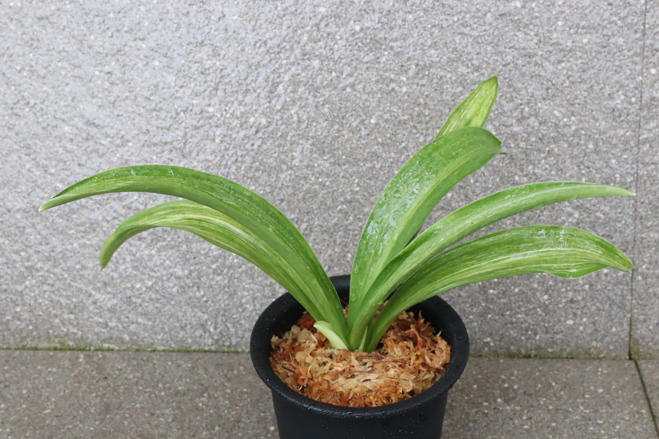 6538,麗鳳×山田胡麻　胡麻斑・胡麻羅紗の実親　実生は万年青の天下が獲れる！　【はきずはきれとても多い大特価！】※春から秋は生長期なので姿は変わっていきます