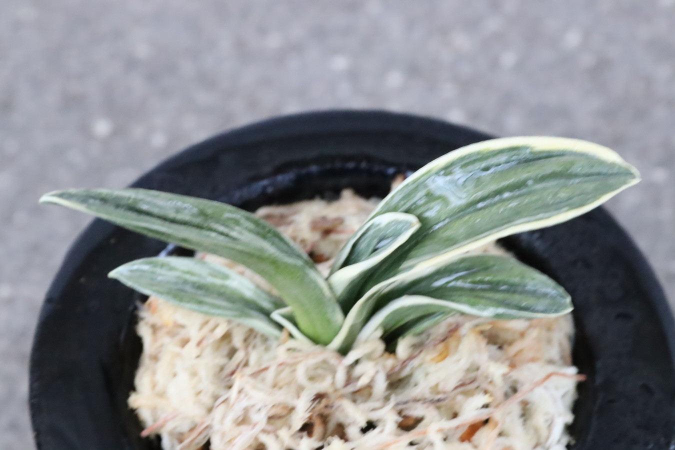 8056,旭翠(きょくすい)　全国狙える系統　【はきずはきれ多い大特価！】　※春から秋は生長期なので姿は変わっていきます