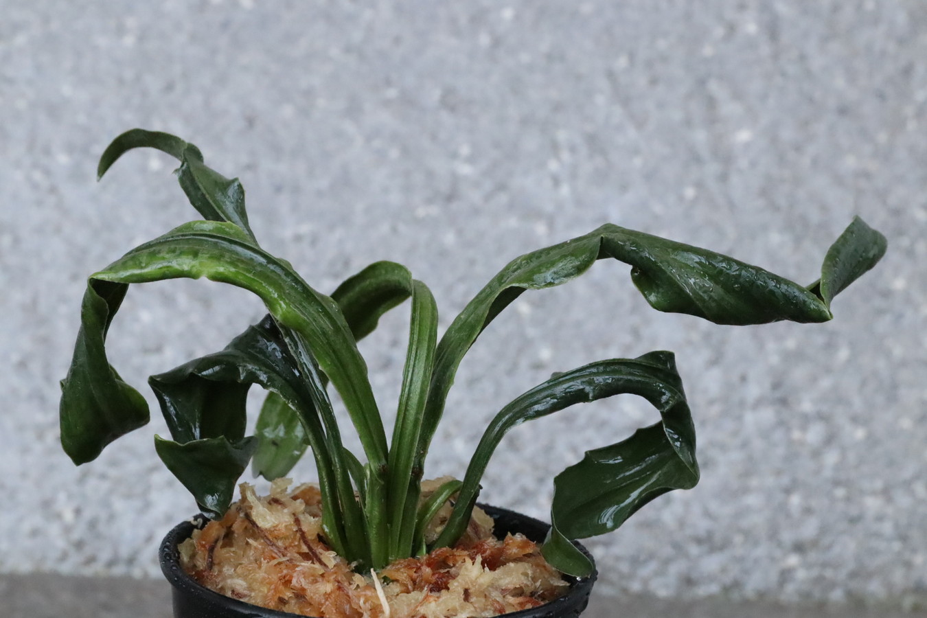 豊明園 / 獅子系