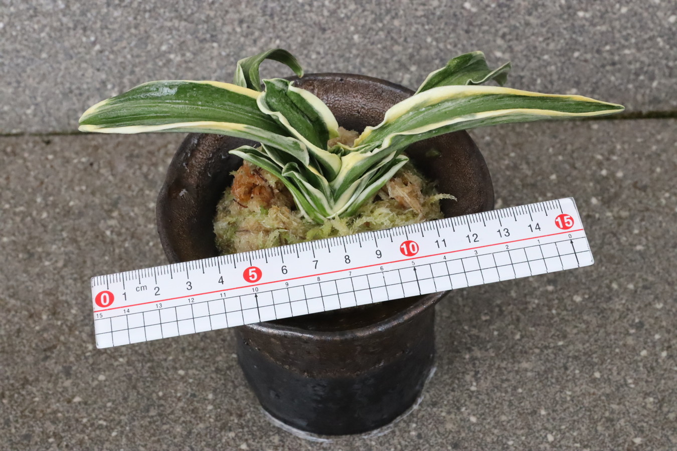 6915,諏訪錦(すわにしき)　【はきずはきれ大特価！】※春から秋は生長期なので姿は変わっていきます