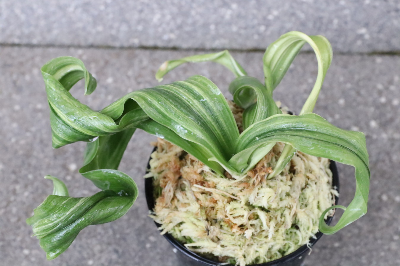 6715,鶴の舞(つるのまい)　上縞！覆輪狙える！？？　【はきずはきれ大特価！】※春から秋は生長期なので姿は変わっていきます　sov